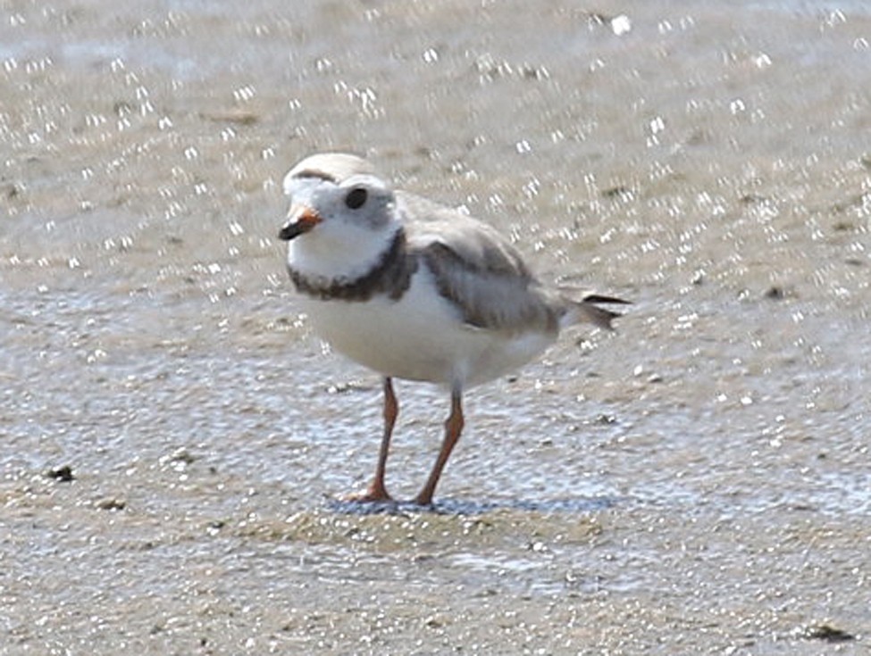 Piping Plover - ML249748741