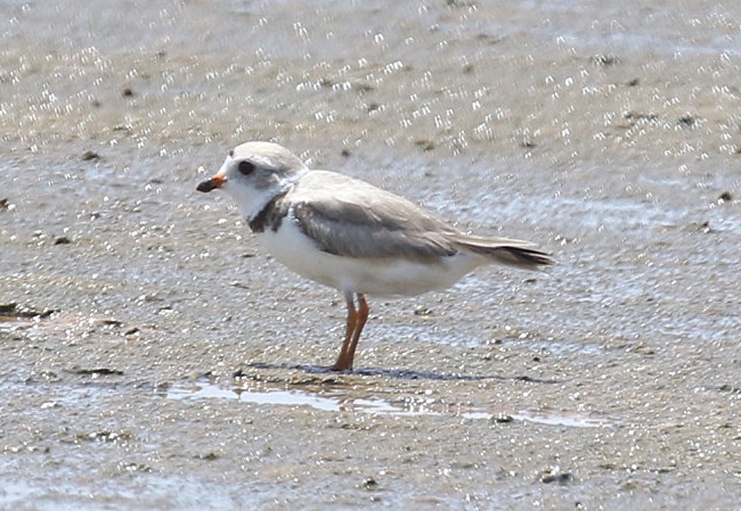Piping Plover - ML249748771