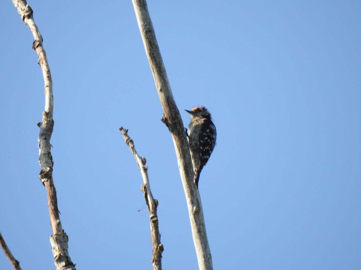 Lesser Spotted Woodpecker - Aris Vouros