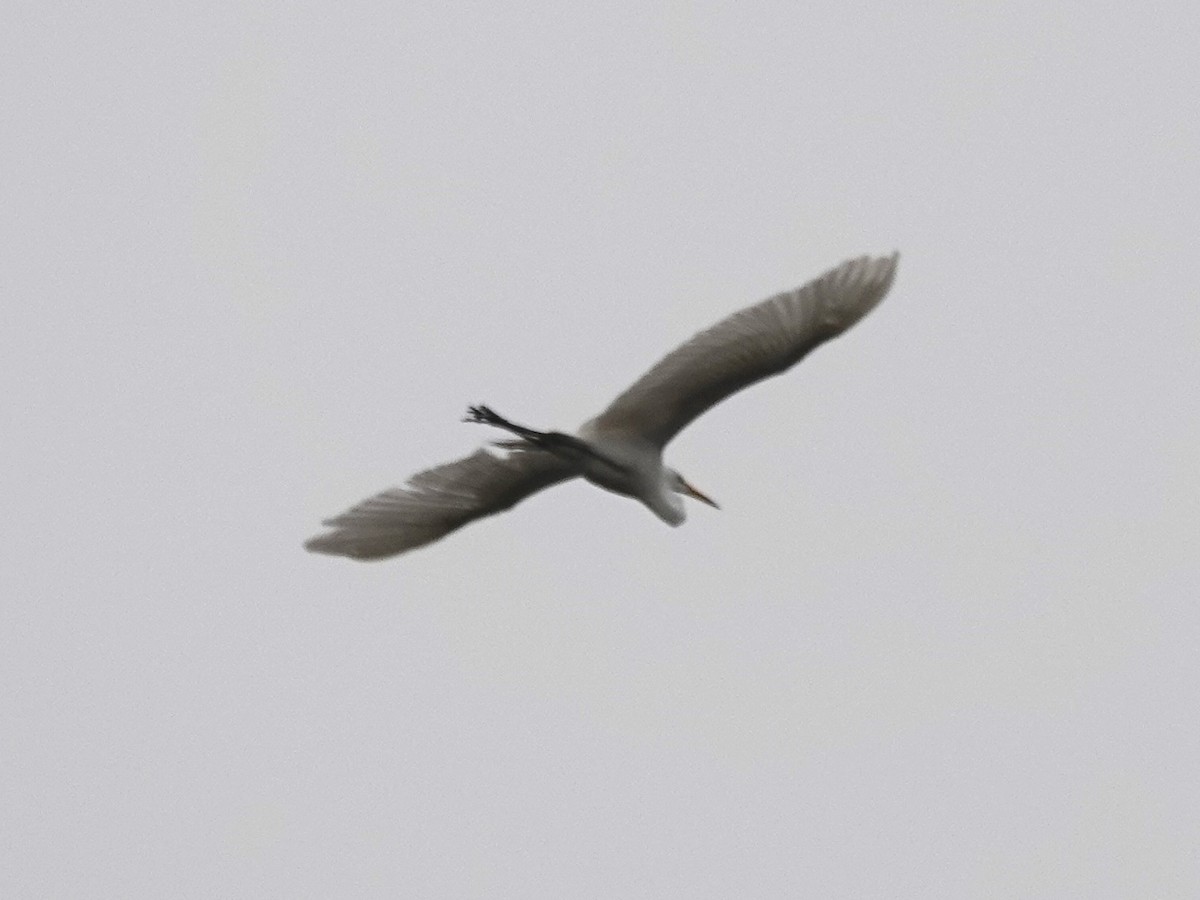 Great Egret - Norman Uyeda