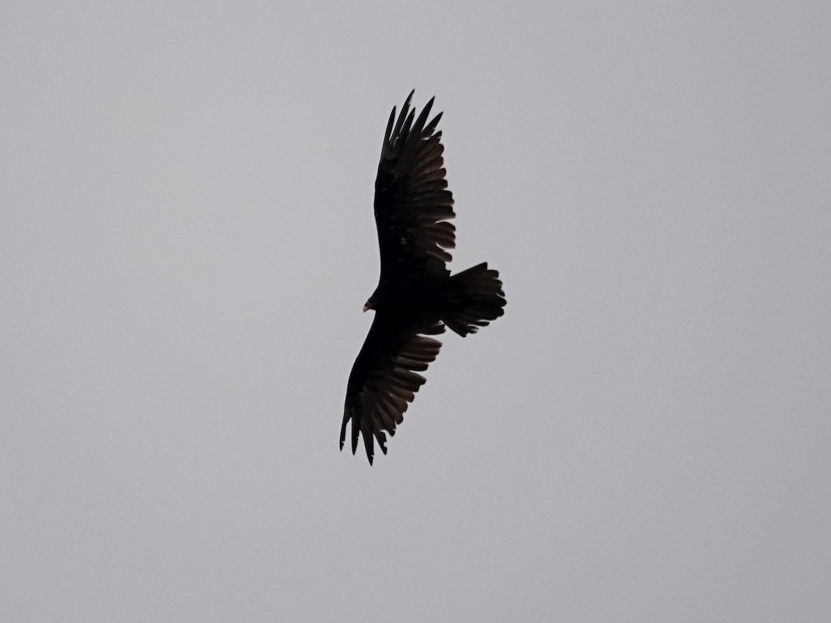Turkey Vulture - ML249753511