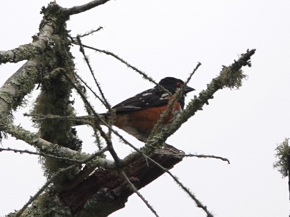 Spotted Towhee - ML249754151