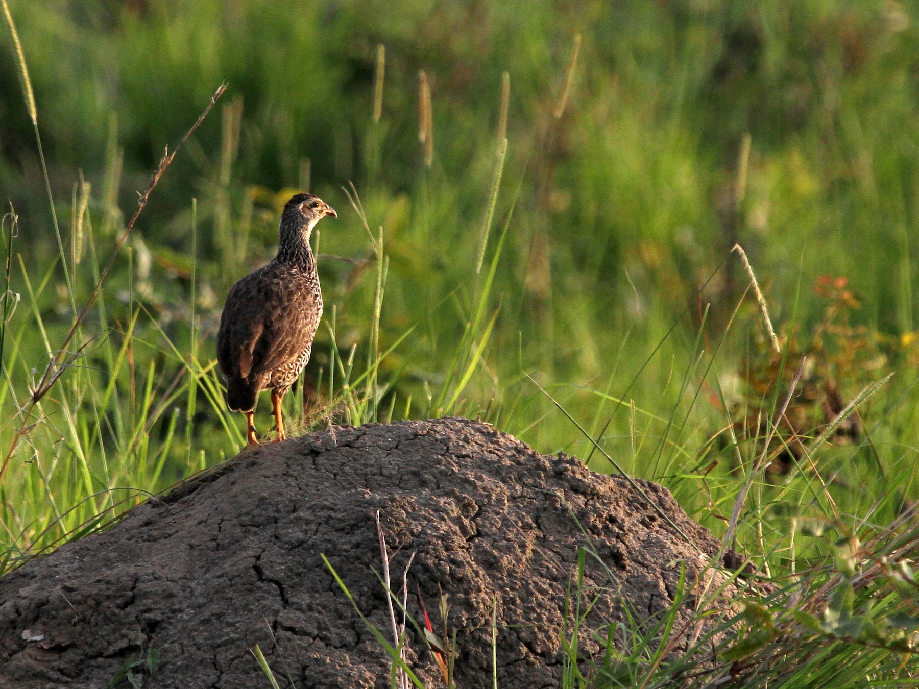 Sarı Gagalı Turaç - eBird