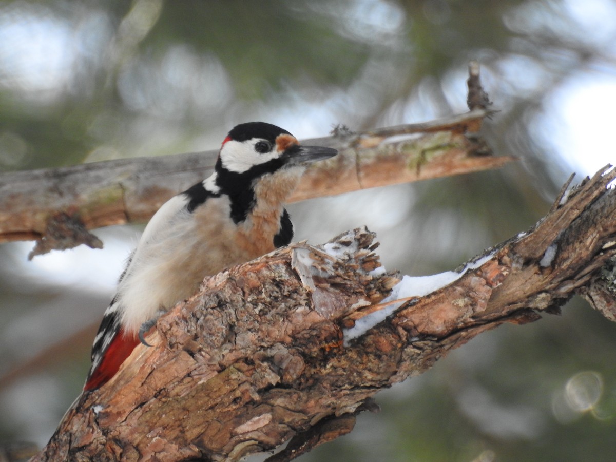 Great Spotted Woodpecker - ML249757221