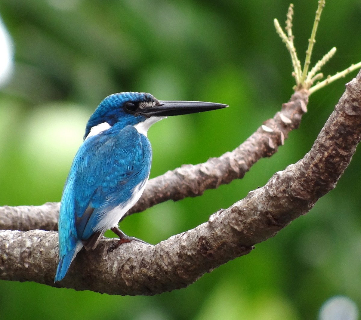 Small Blue Kingfisher - Savithri Singh