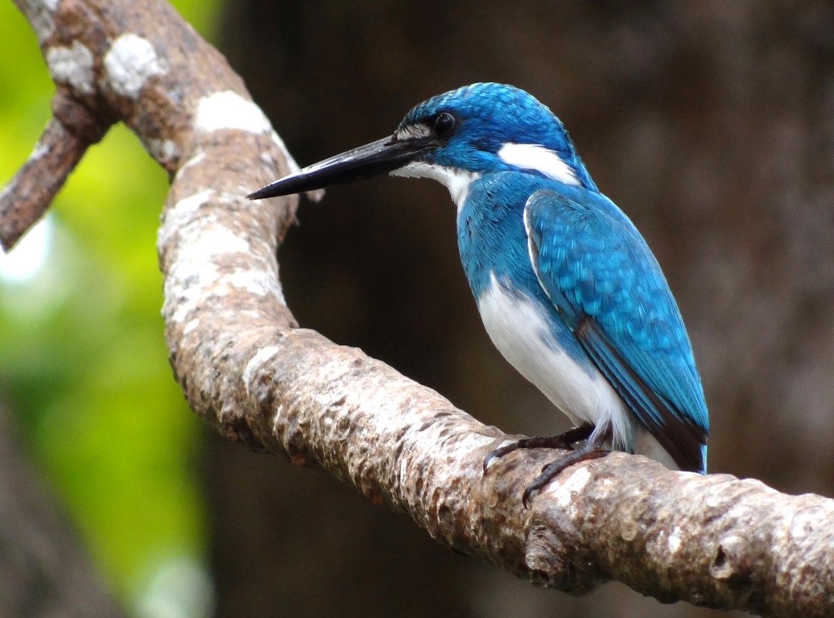Small Blue Kingfisher - ML249760881