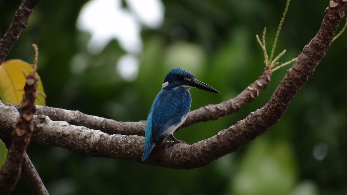 Small Blue Kingfisher - ML249761201