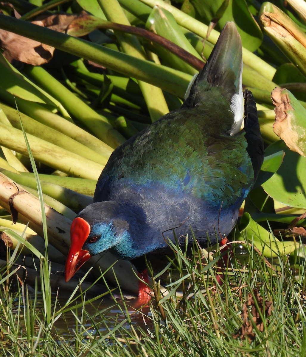 African Swamphen - Timothy Whitehead