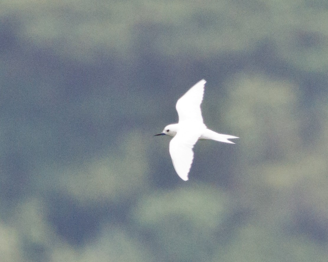 White Tern - ML24976521