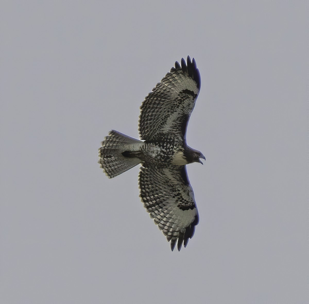 Red-tailed Hawk - ML249765341