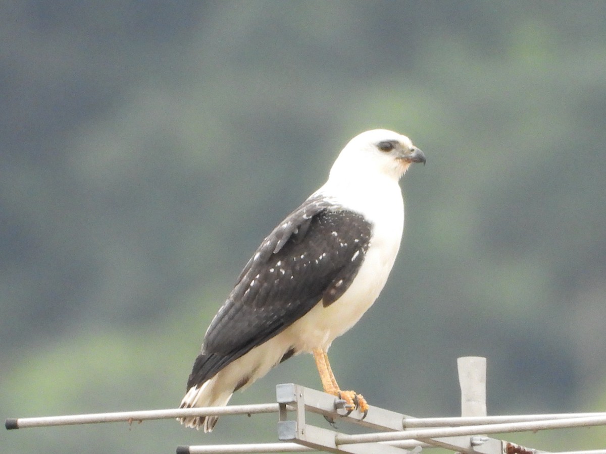 White-necked Hawk - ML249765521