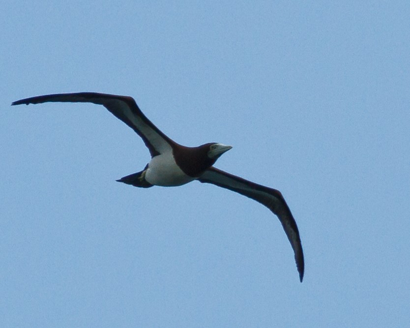 Brown Booby - ML24976561