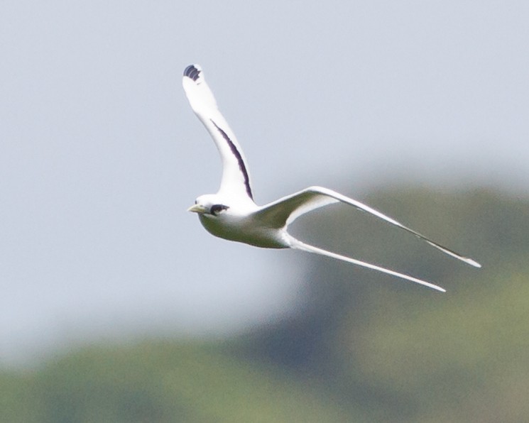 White-tailed Tropicbird - Jeff Stacey