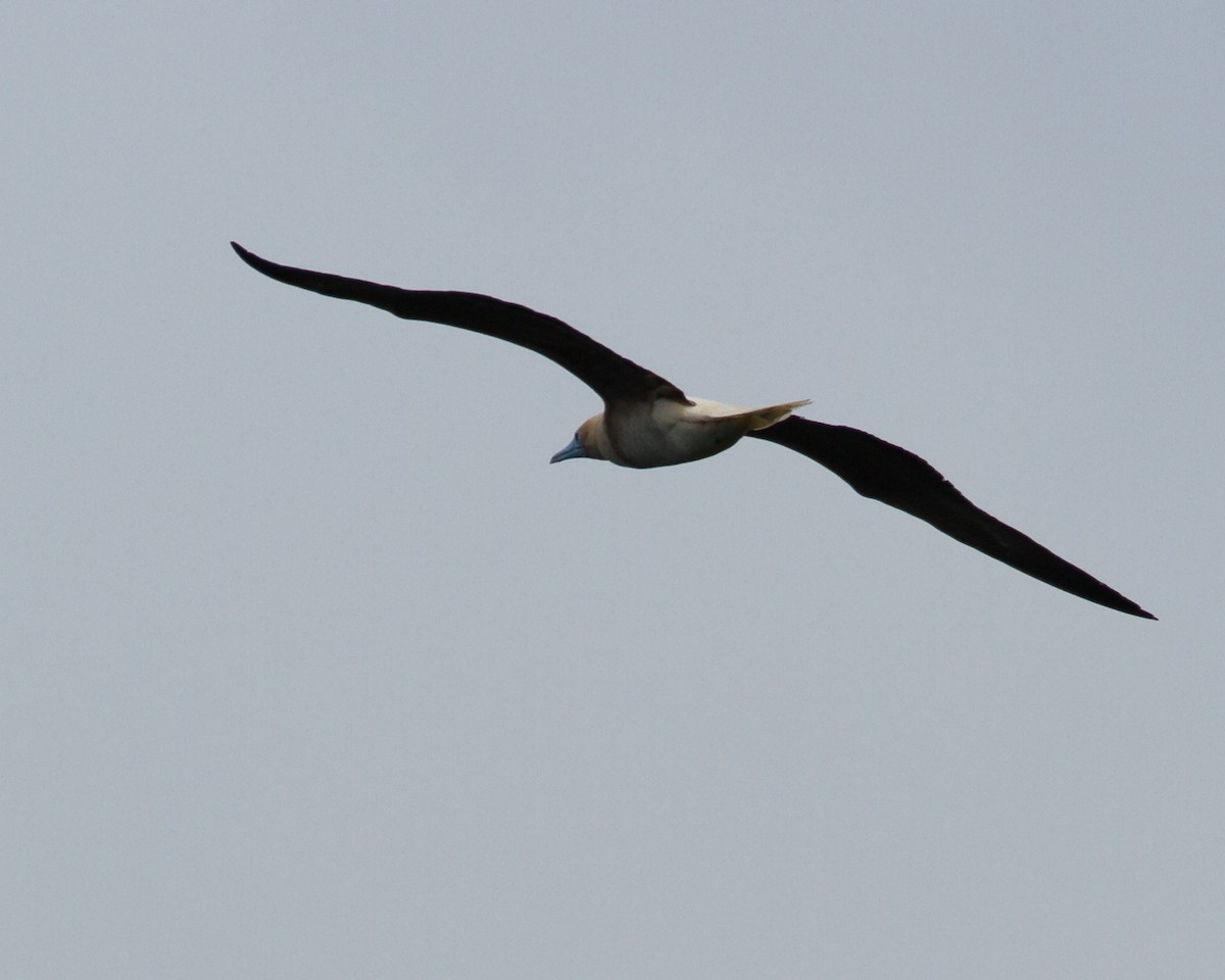 Red-footed Booby - ML24976611