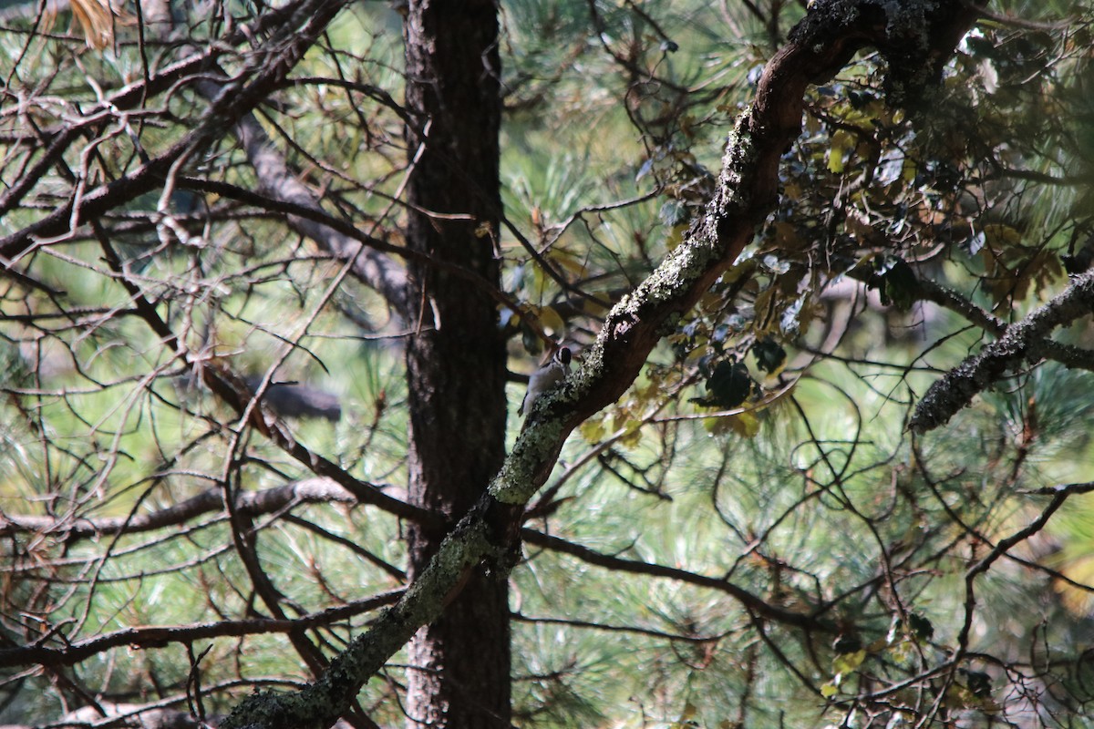 Hairy Woodpecker - Montañas  De  Durango