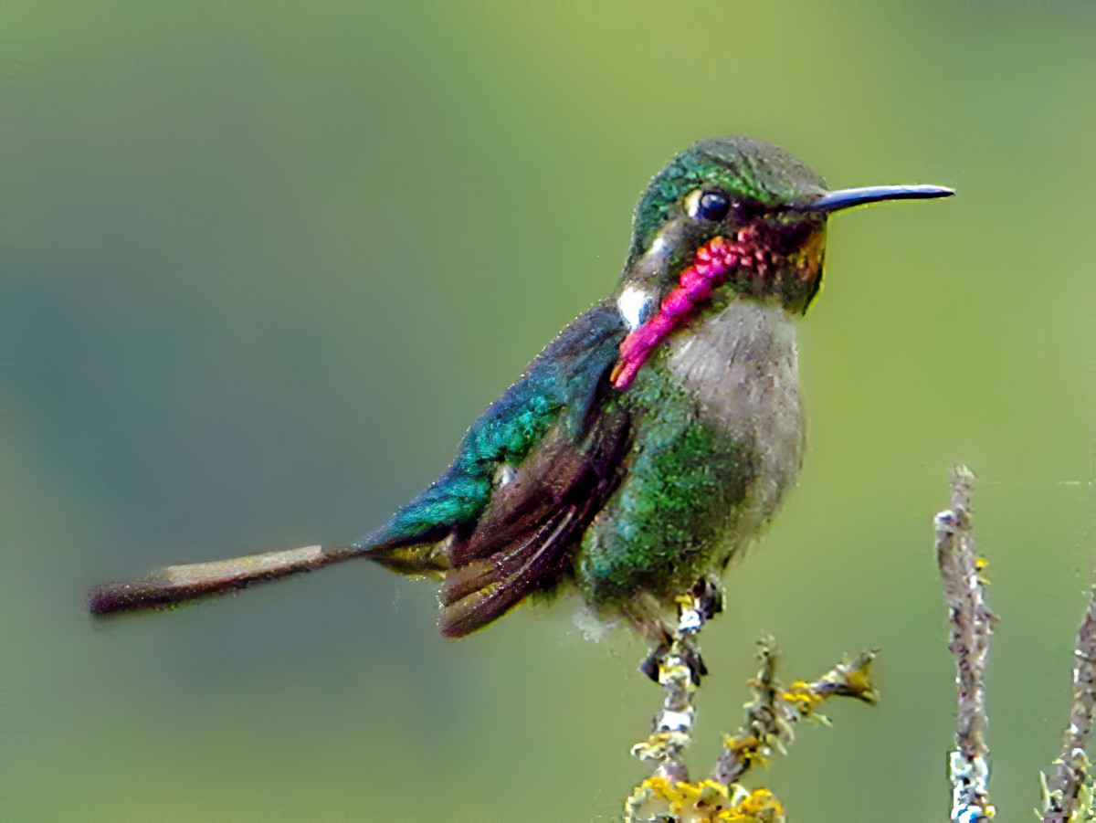 Slender-tailed Woodstar - Fabricio C. Gorleri