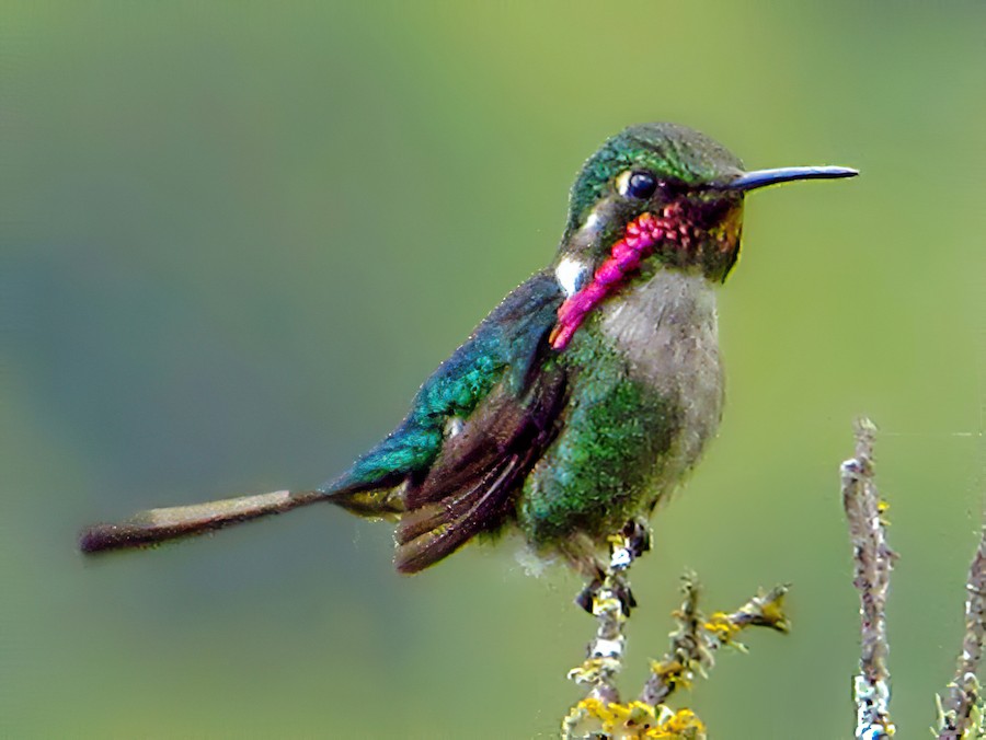 Slender-tailed Woodstar - eBird