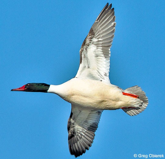 Plumages, Molts, and Structure Common Merganser Mergus merganser