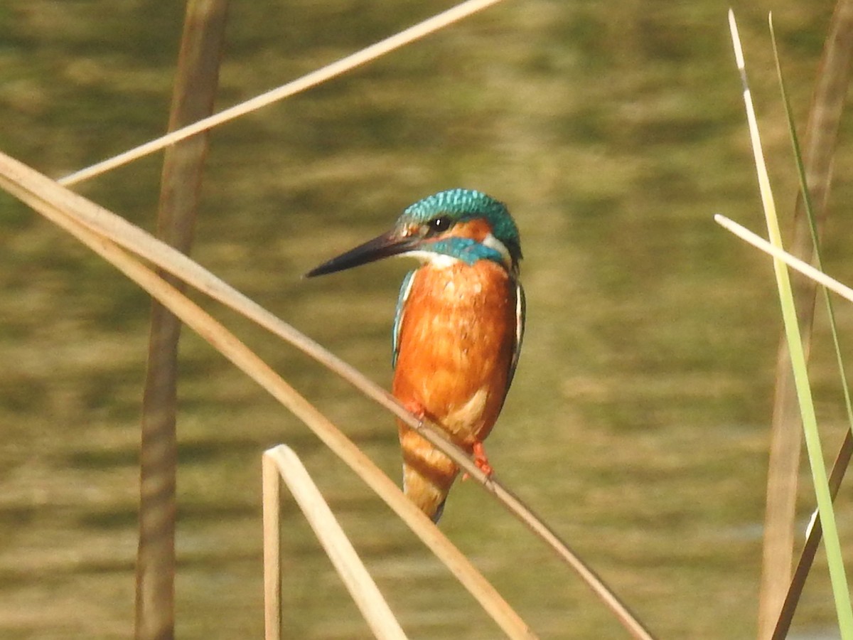 Common Kingfisher - Jean-Serge Vincent