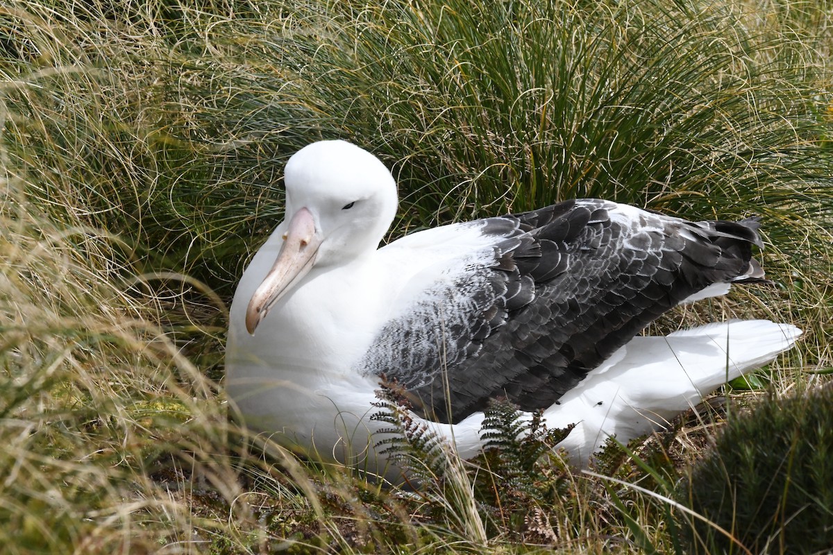 Southern Royal Albatross - Cathryn Dippo