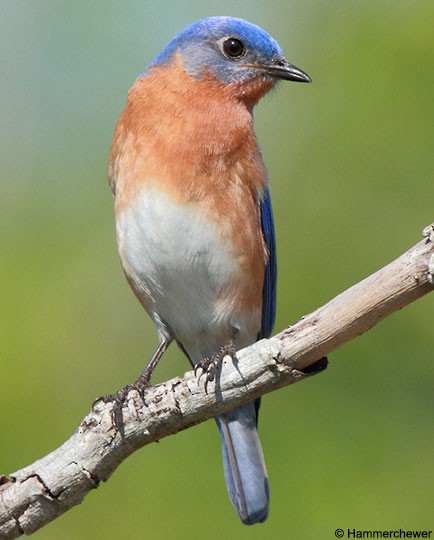 All 100+ Images bird with blue back and orange chest Excellent
