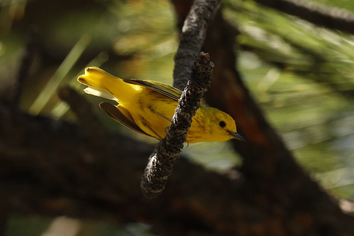 Yellow Warbler - Audry Nicklin