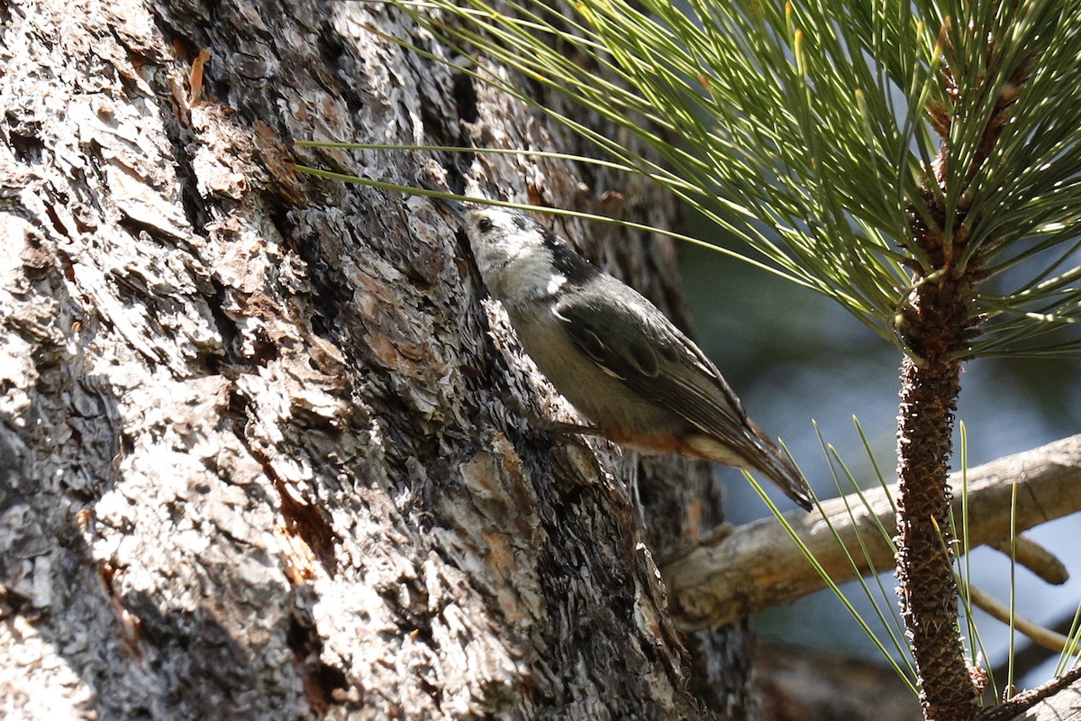 White-breasted Nuthatch - Audry Nicklin