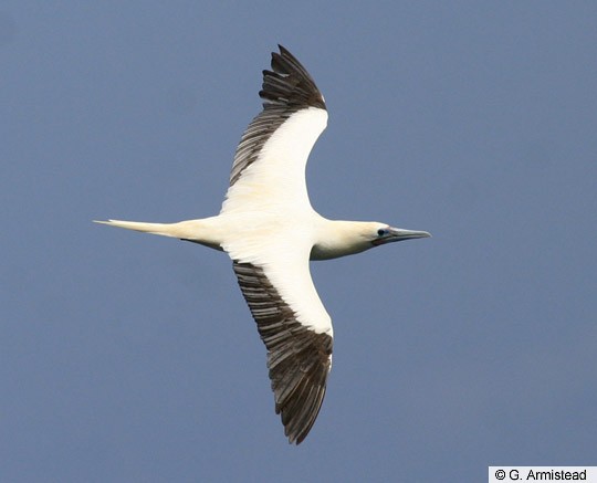 White Morph Red-footed Booby, Red footed Boobies are the sm…