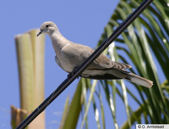 Photos Eurasian Collared Dove Streptopelia Decaocto Birds Of The World