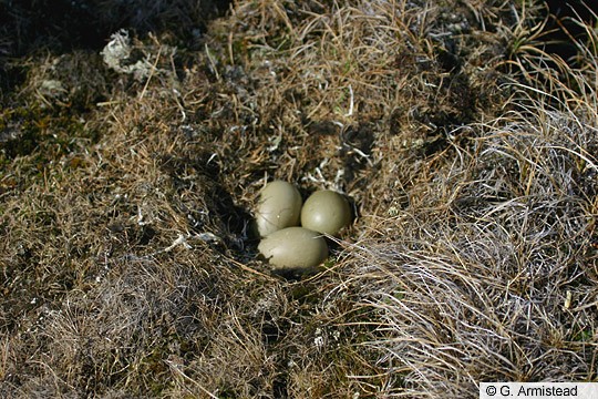 Steller's Eider nest; Barrow, AK; 14 June 2005 - Steller's Eider - 