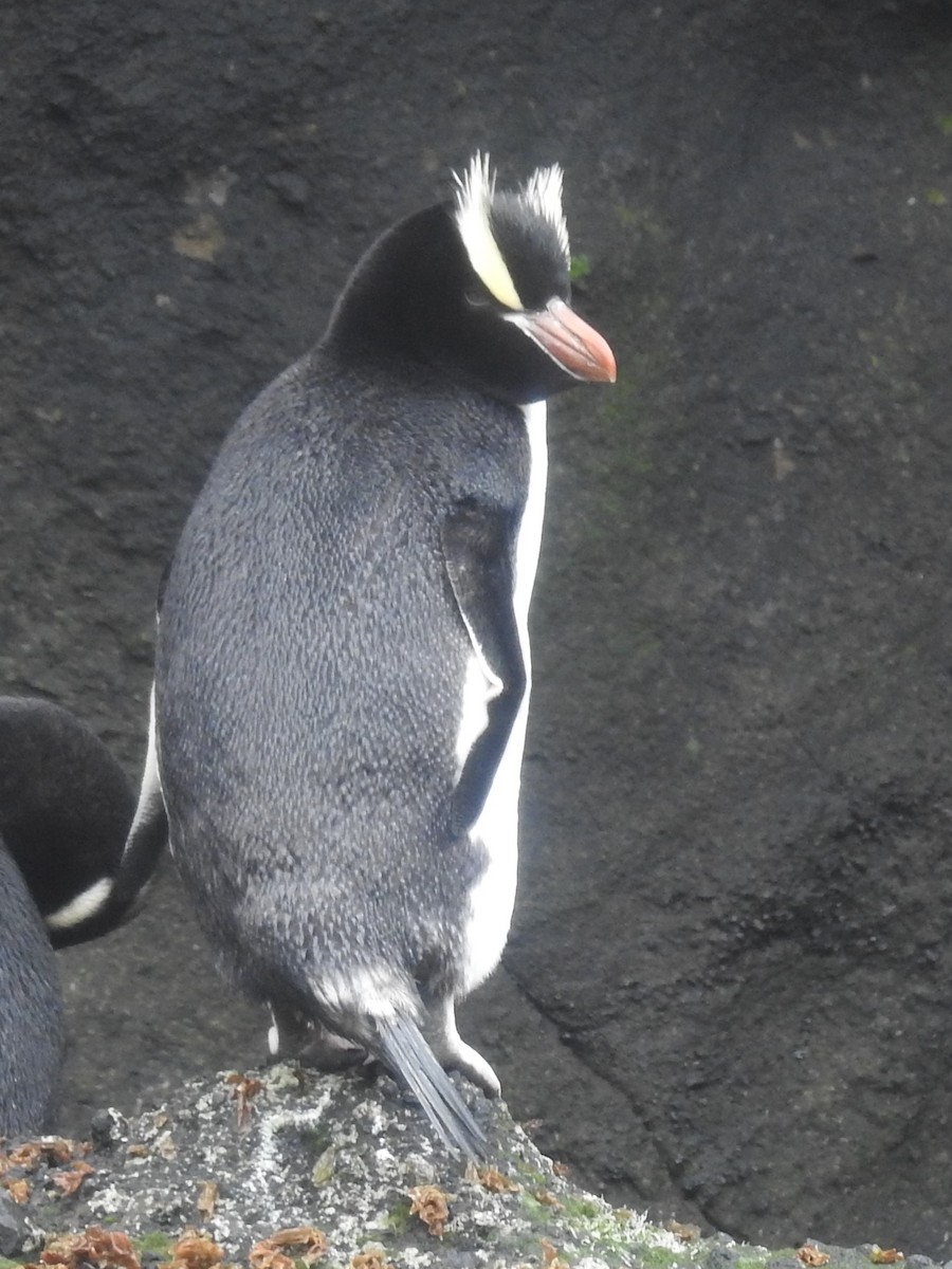 Erect-crested Penguin - ML249792081
