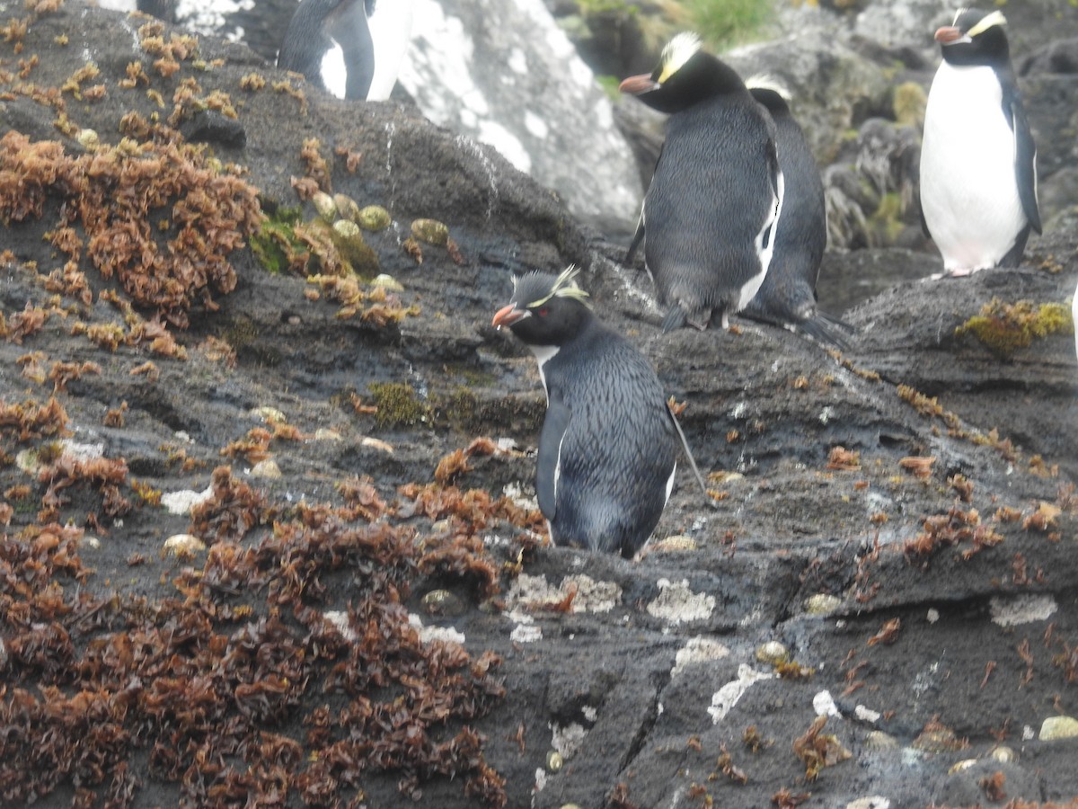 Pingüino Saltarrocas Meridional - ML249792251