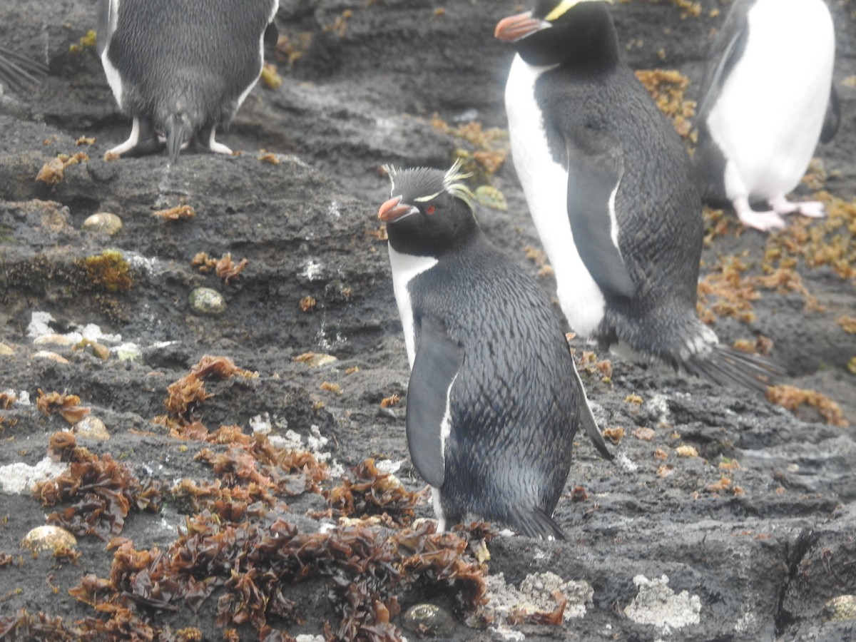 Pingüino Saltarrocas Meridional - ML249792261