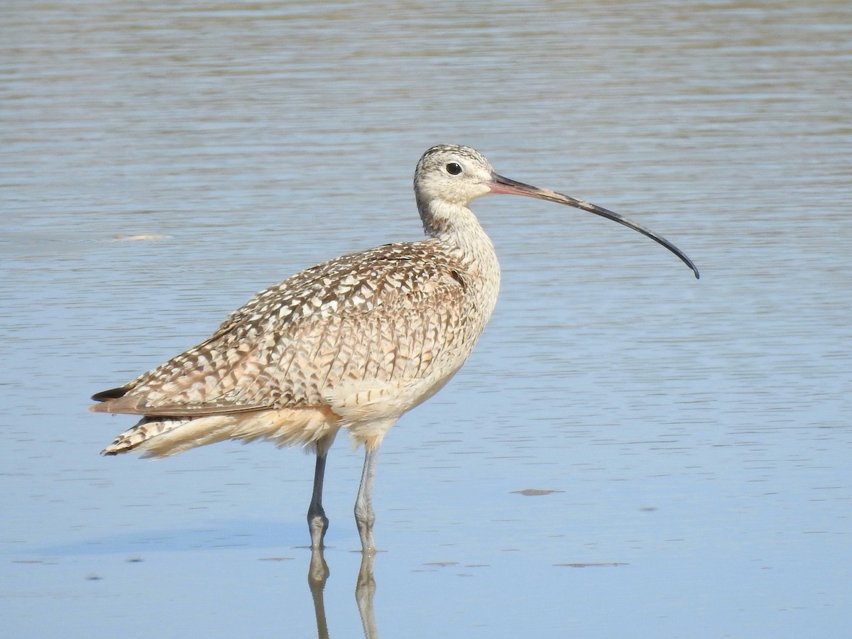 Long-billed Curlew - ML249792571