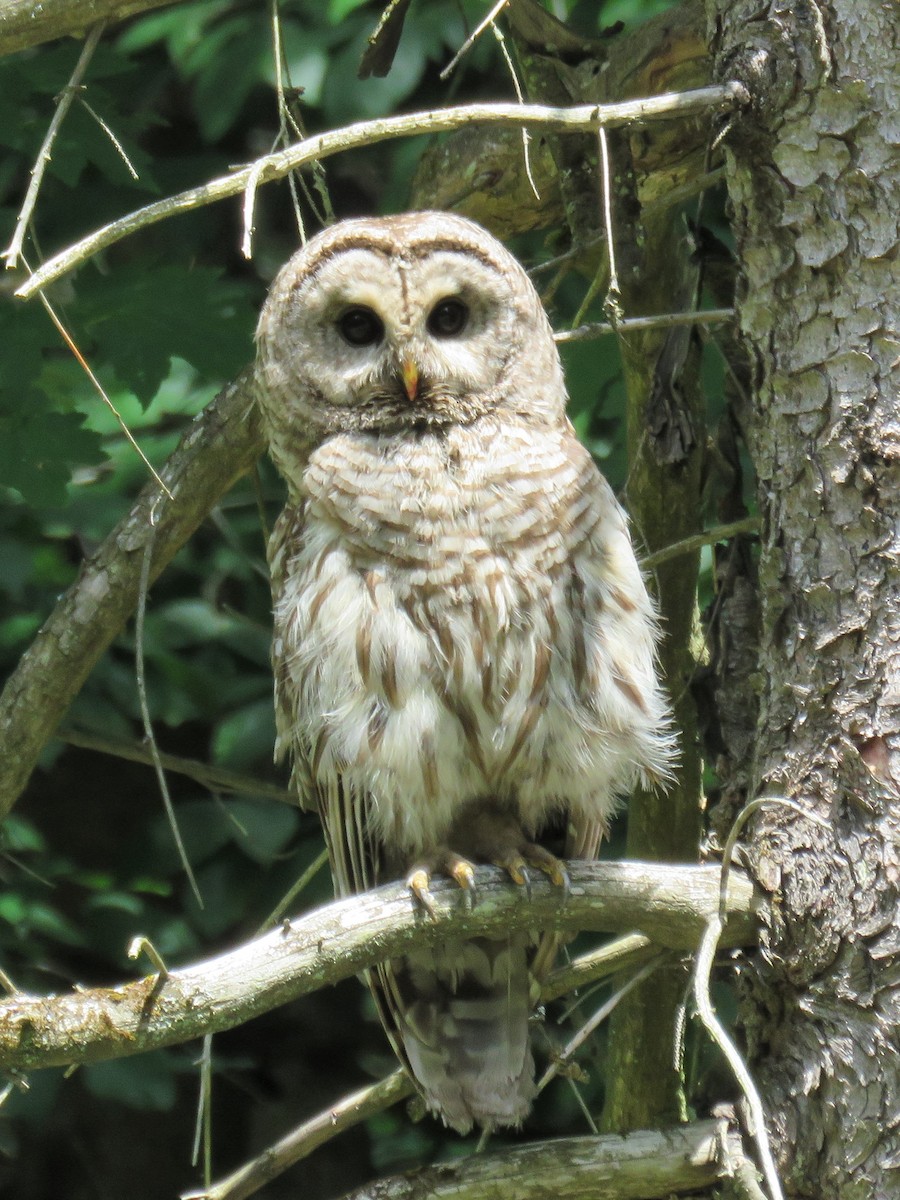Barred Owl - Pete Fenner