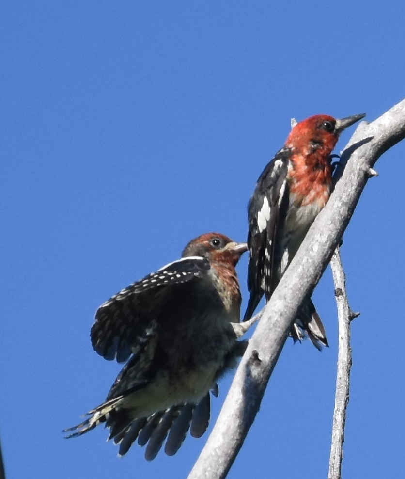 Red-breasted Sapsucker - ML249796341