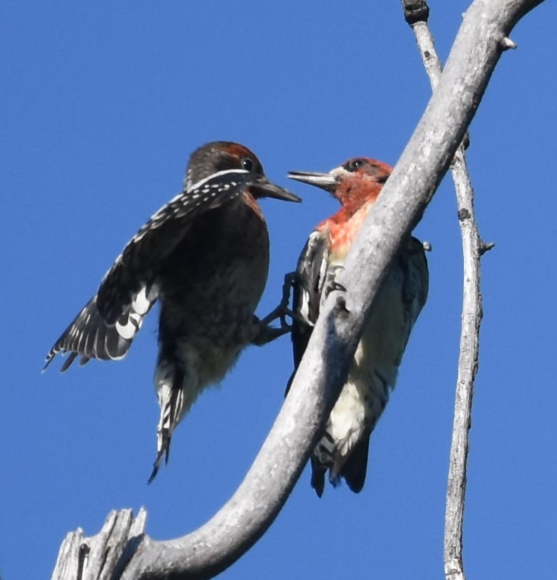 Red-breasted Sapsucker - ML249796351
