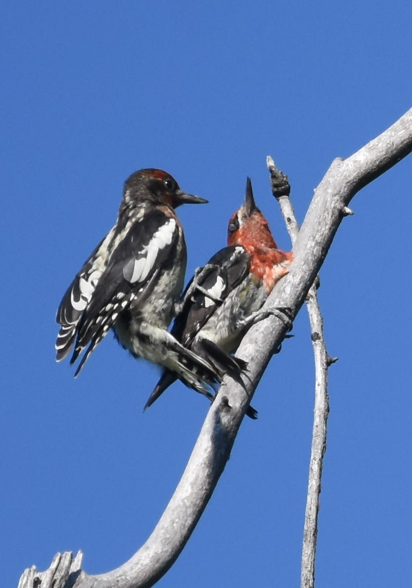 Red-breasted Sapsucker - ML249796361