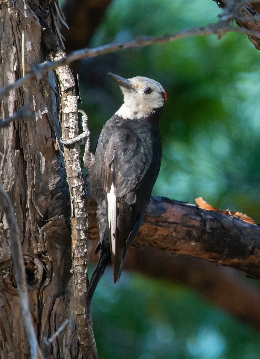 White-headed Woodpecker - Elisa Yang