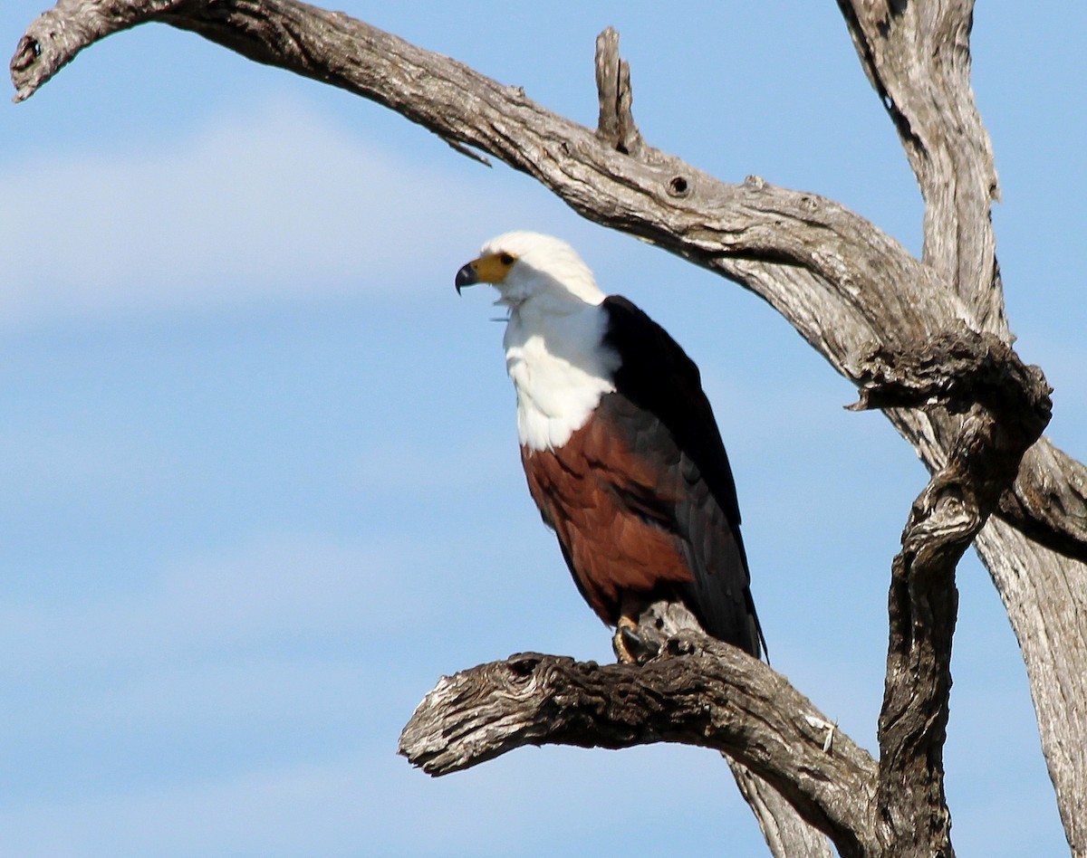 African Fish-Eagle - Elby Anderson A Silva