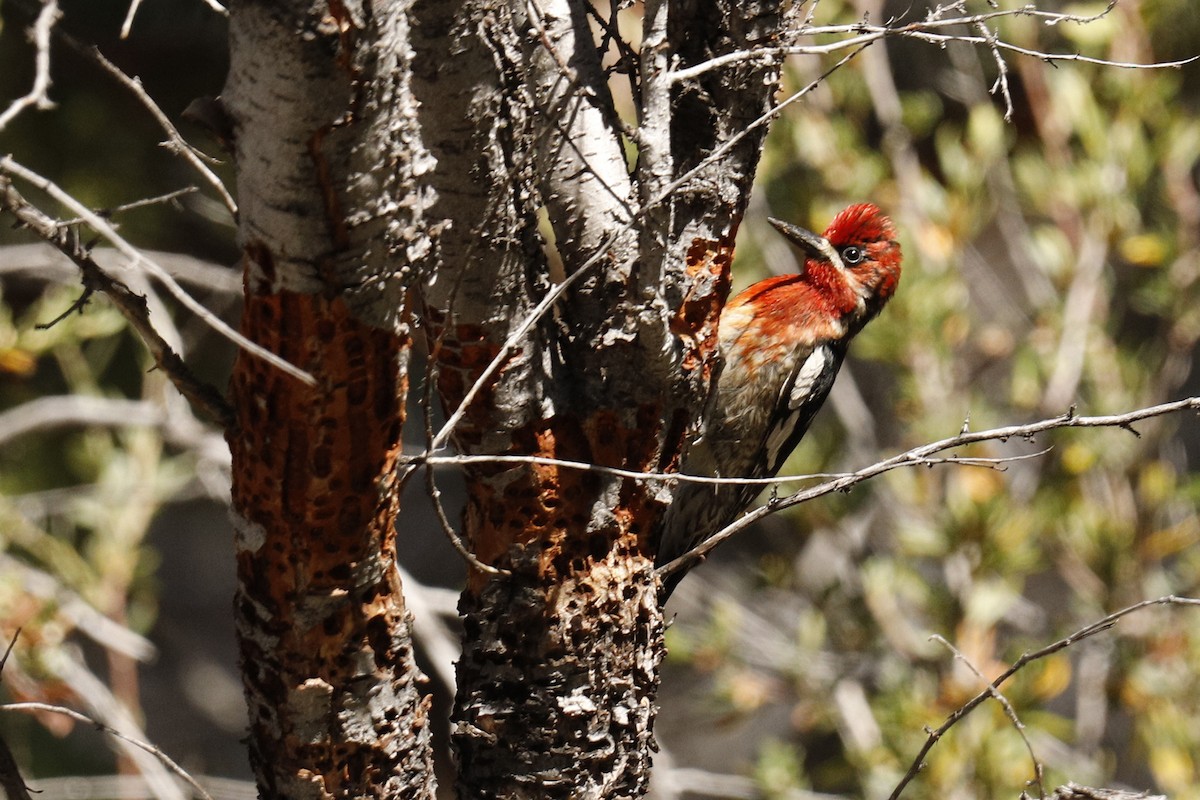 Red-breasted Sapsucker - ML249799161