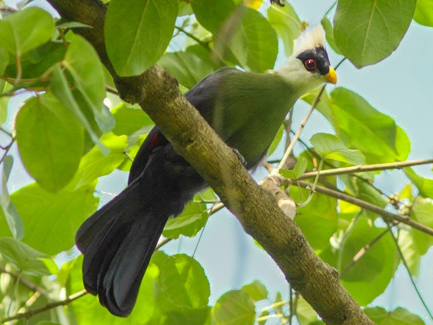 White-crested Turaco - eBird