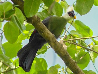  - White-crested Turaco