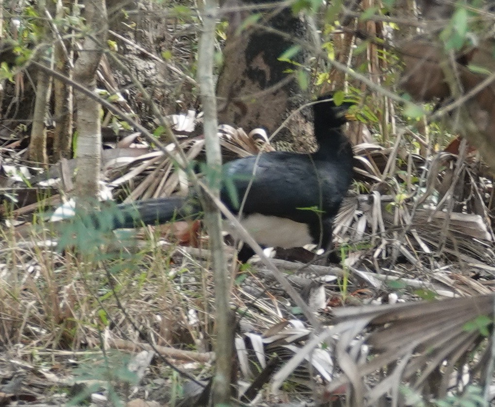 Bare-faced Curassow - ML249803331