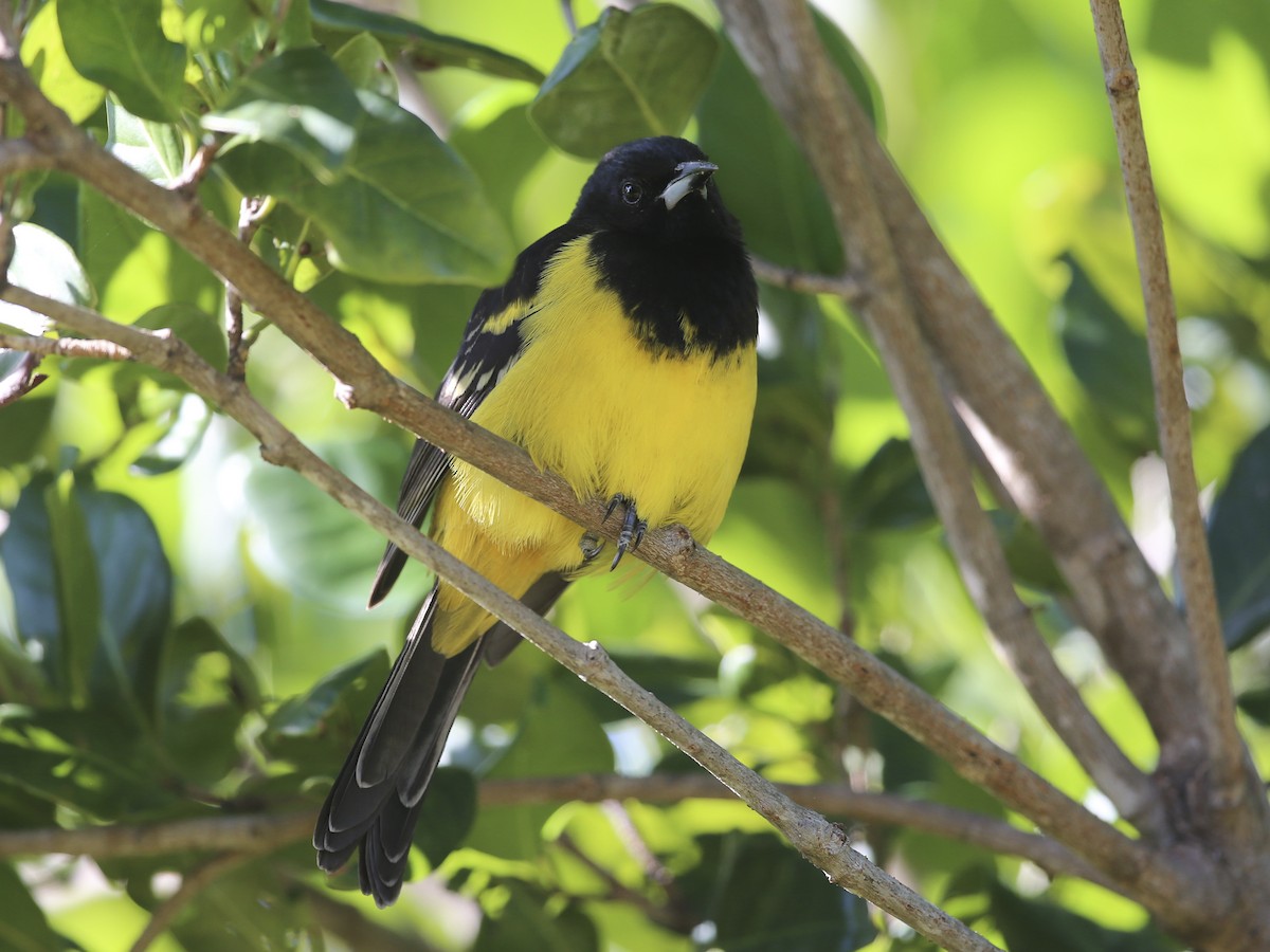 Bahama Oriole - Icterus northropi - Birds of the World