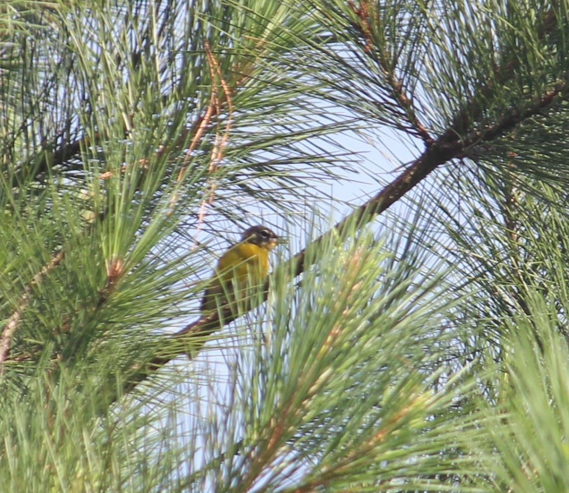 Yellow-breasted Chat - ML249815471
