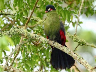 オウカンエボシドリ - eBird