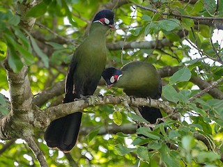 オドリドリ オウカンエボシドリ - eBird