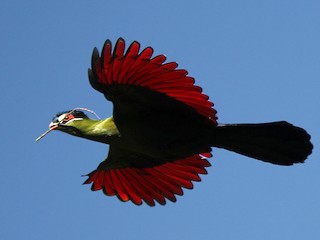 オウカンエボシドリ - eBird