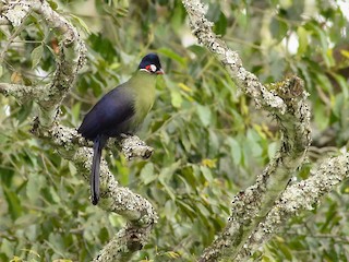 オウカンエボシドリ - eBird